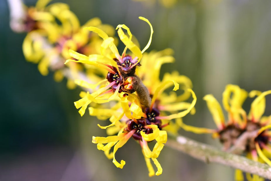 What is witch hazel extract?